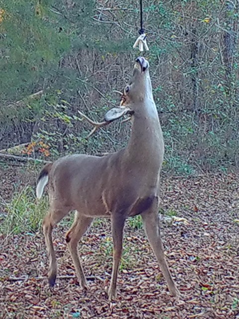 Deer Here Acorn Attractant